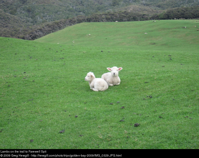 Lambs on the trail to Farewell Spit