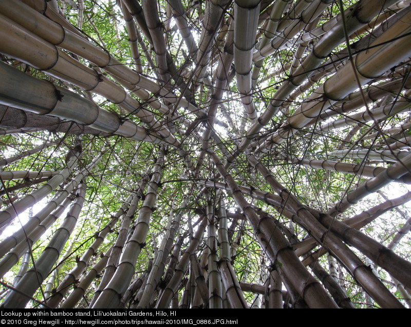 Lookup up within bamboo stand
