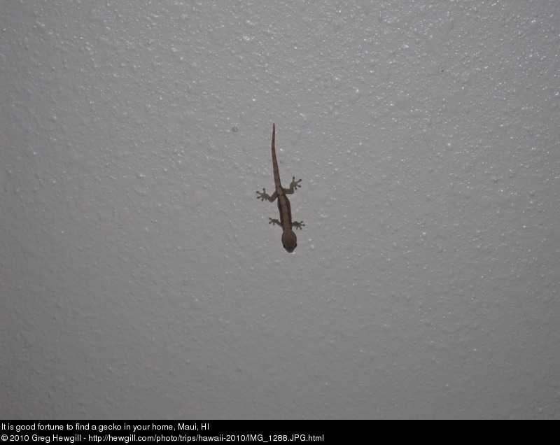 It is good fortune to find a gecko in your home