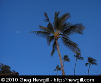 Palm trees against a rich blue sky
