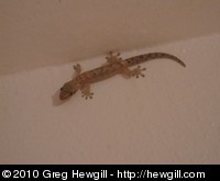 Another gecko!