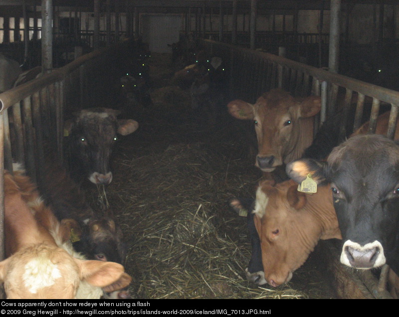 Cows apparently don't show redeye when using a flash