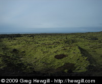 A common sight in Iceland, moss covered lava