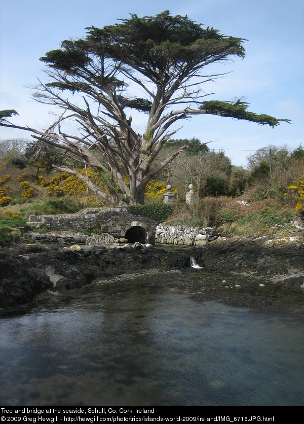 Tree and bridge at the seaside