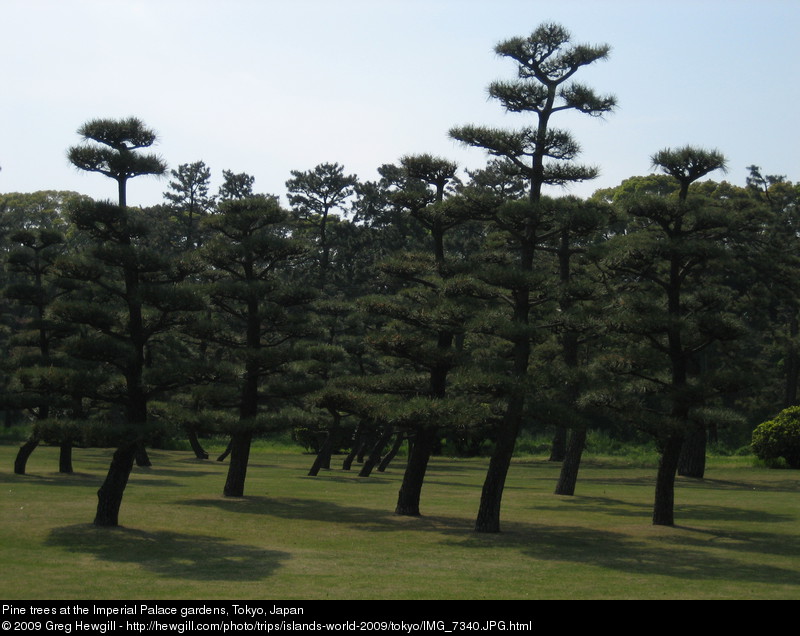Pine trees at the Imperial Palace gardens