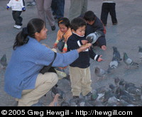 Boy with pigeons