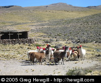Llamas (male llamas have red ribbons)