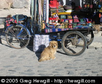 Puppy with cart