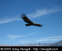 Colca Canyon