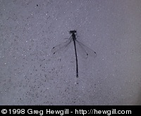 This small dragonfly was sitting quietly on the snow in the middle of a snowfield. The light was very bright up here, but the camera compensated. Maybe a bit too much.