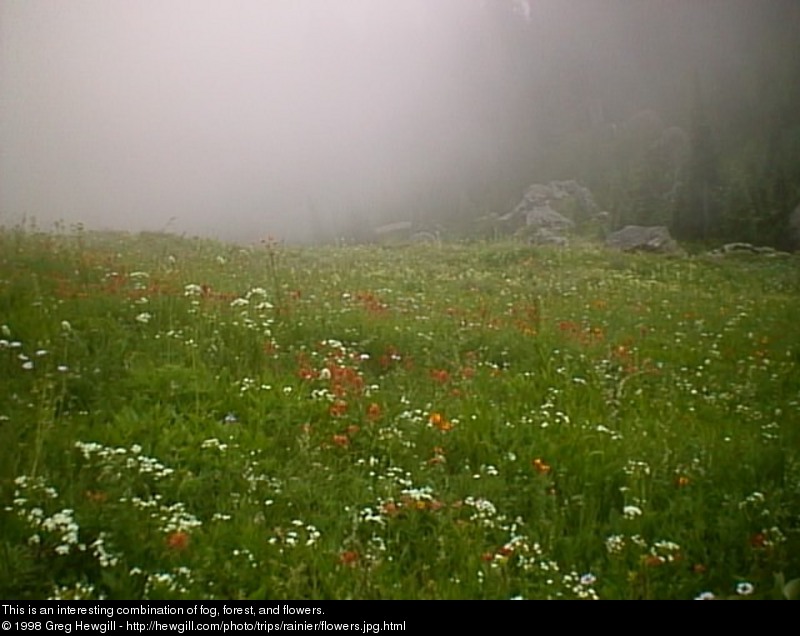 This is an interesting combination of fog, forest, and flowers.