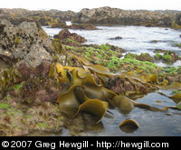 Various seaweed on the beach