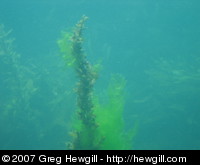 Seaweed with sea lettuce