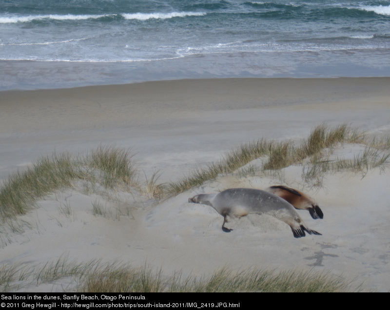 Sea lions in the dunes