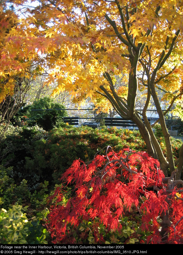Foliage near the Inner Harbour