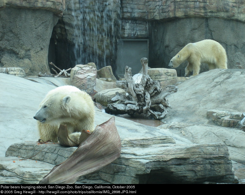 Polar bears lounging about