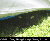 Camping is fun! I'll be under here.