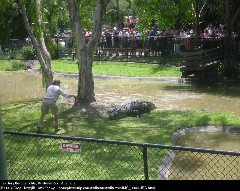 Feeding the crocodile