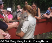The koala letting everybody pet him