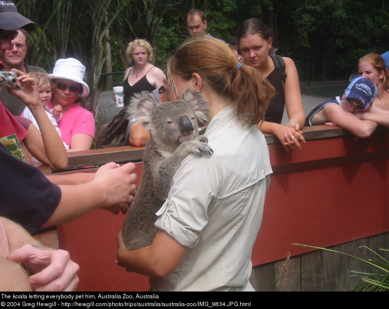The koala letting everybody pet him