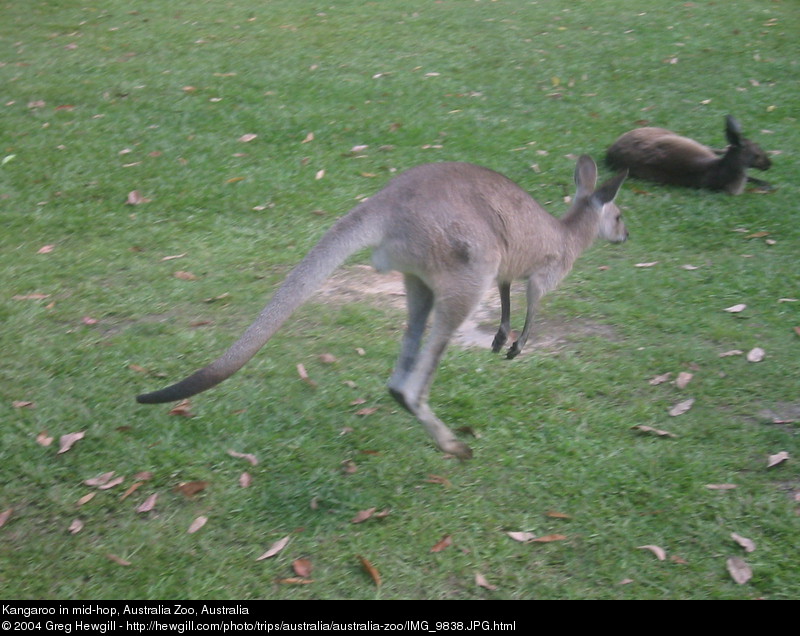Kangaroo in mid-hop