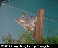 Koala hanging out up high