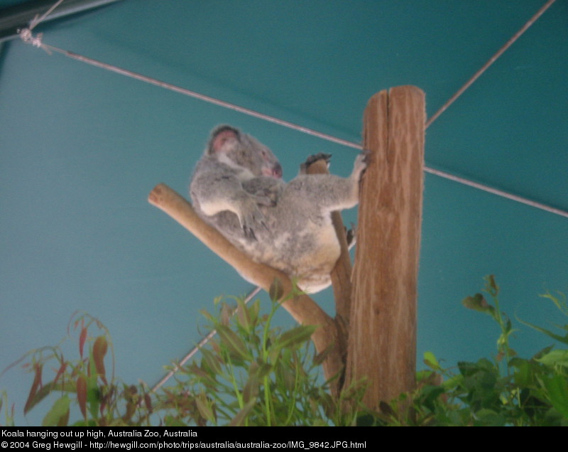 Koala hanging out up high