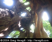 Inside a fig tree