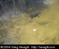 Turtles in Alom Lake