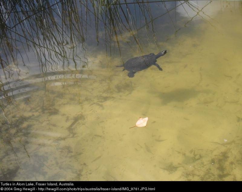 Turtles in Alom Lake