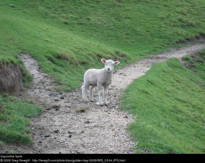 Inquisitive lamb