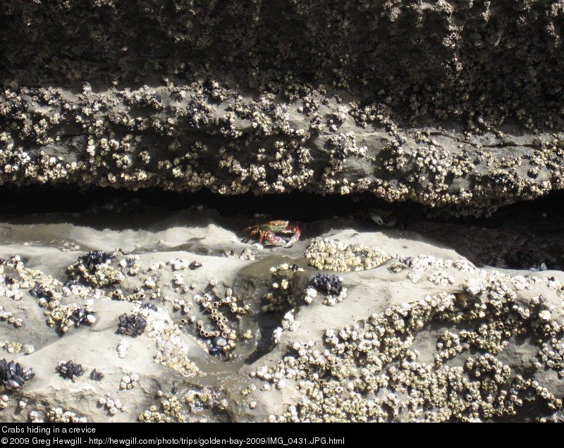 Crabs hiding in a crevice