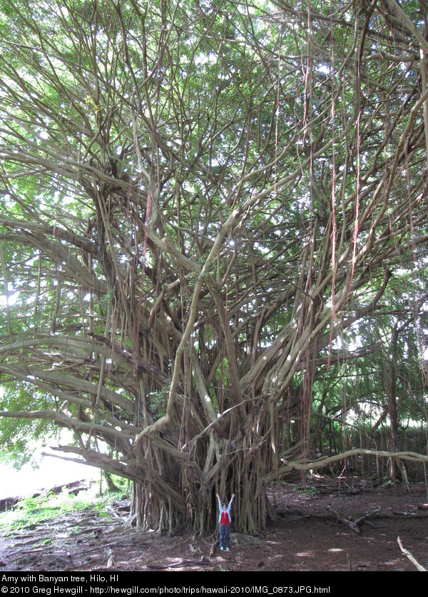 Amy with Banyan tree