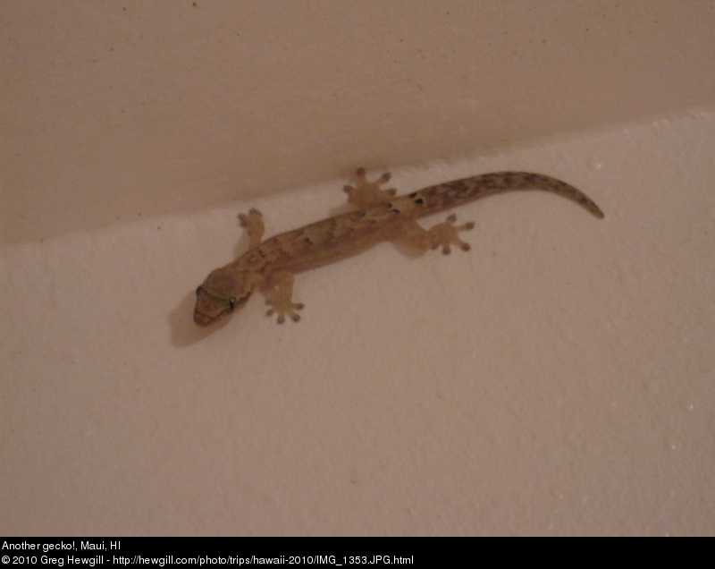 Another gecko!