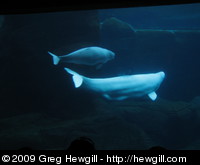 Mother and calf beluga whales at Vancouver Aquarium