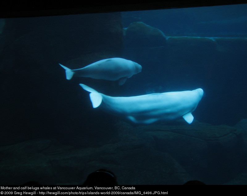 Mother and calf beluga whales at Vancouver Aquarium