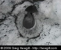 "Rose of the glacier" formed by re-freezing