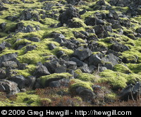Closeup of moss covered lava