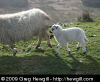Mom and lamb on Mt. Gabriel