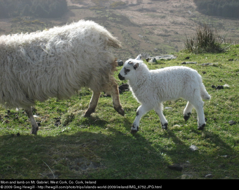 Mom and lamb on Mt. Gabriel