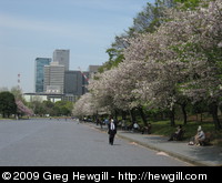 Cherry blossoms at the Imperial Palace gardens