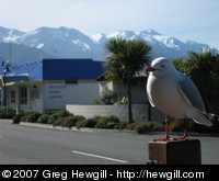 Seagull and mountains