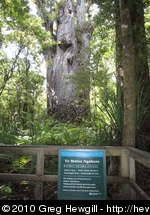Te Matua Ngahere (Father of the Forest) - largest kauri in NZ