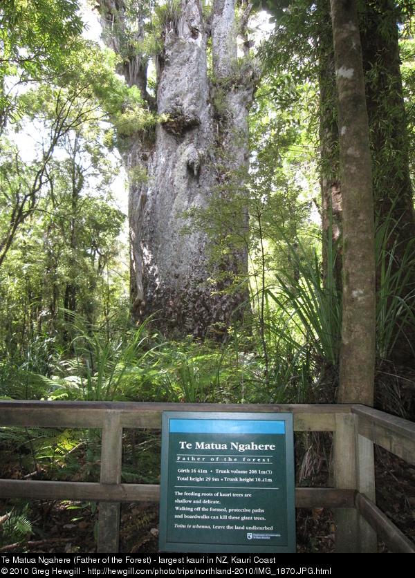 Te Matua Ngahere (Father of the Forest) - largest kauri in NZ