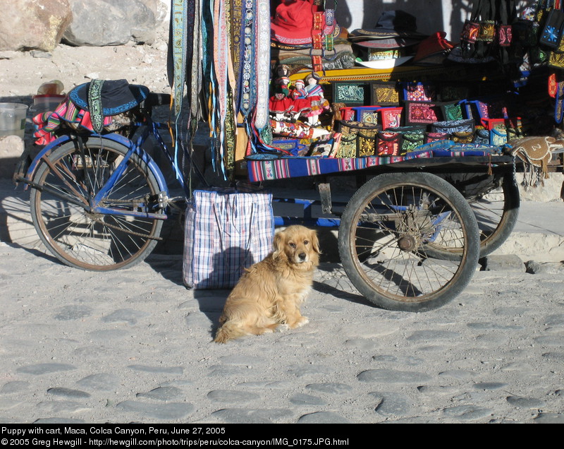 Puppy with cart