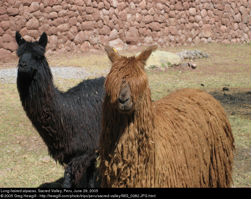 Long-haired alpacas