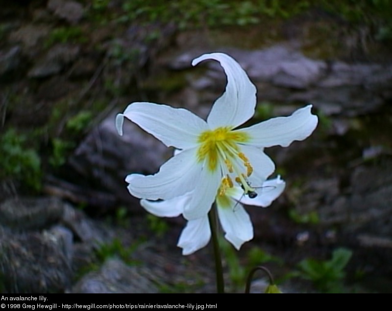 An avalanche lily.