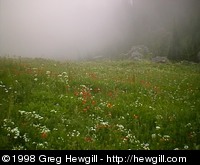 This is an interesting combination of fog, forest, and flowers.