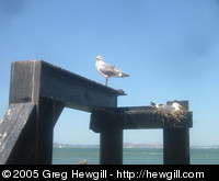 Seagulls on Alcatraz