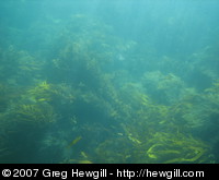 Seaweed and rocks underwater